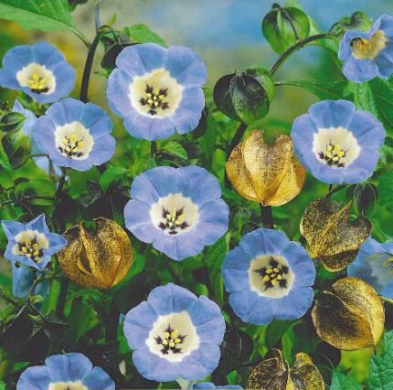 Shoo Fly Plant Seeds