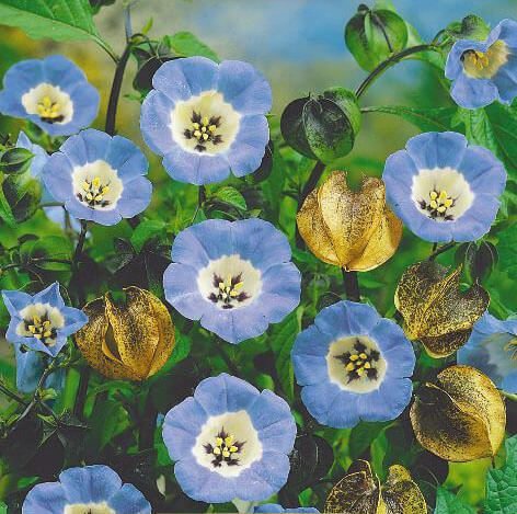 Shoo Fly Plant Seeds Shoo Fly Plant Seeds