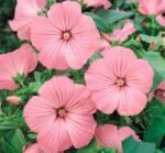 Silver Cup Rose Mallow Seeds