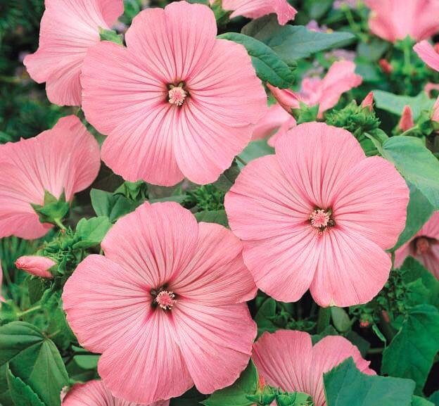 Silver Cup Rose Mallow Seeds Silver Cup Rose Mallow Seeds
