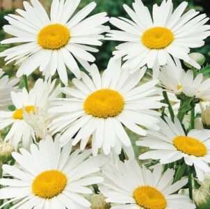 Silver Princess Shasta Daisy Seeds