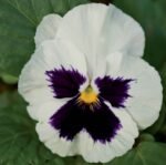 Silverbridge Pansies Seeds