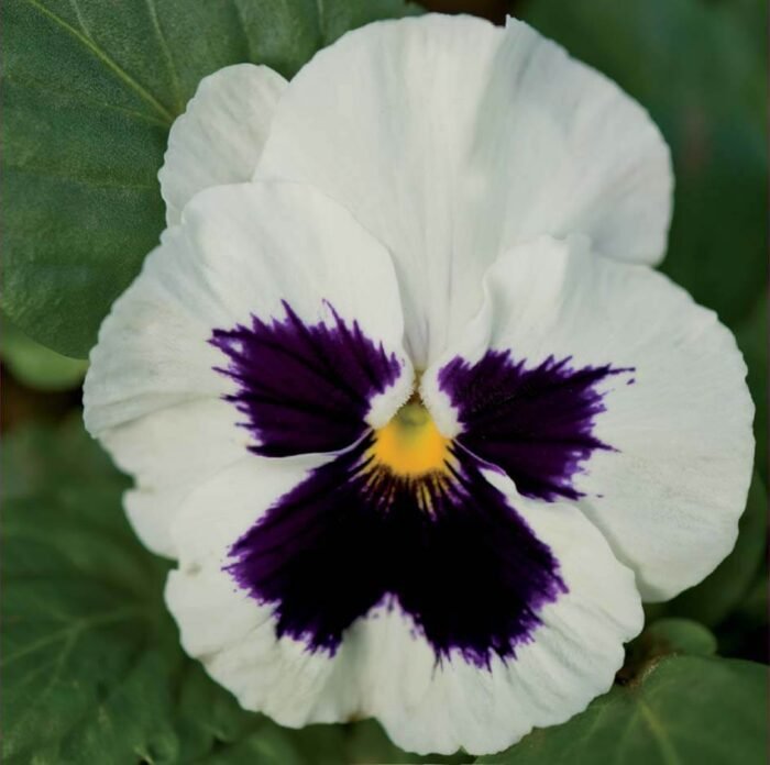 Silverbridge Pansies Seeds
