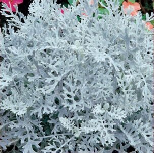 Silverdust Grey Ragwort Seeds
