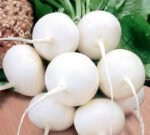 Sniezka Radish Seeds