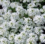 Snowcloth Sweet Alyssum Seeds