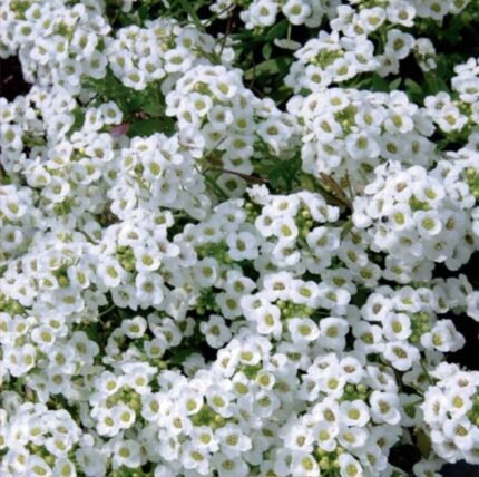Snowcloth Sweet Alyssum Seeds