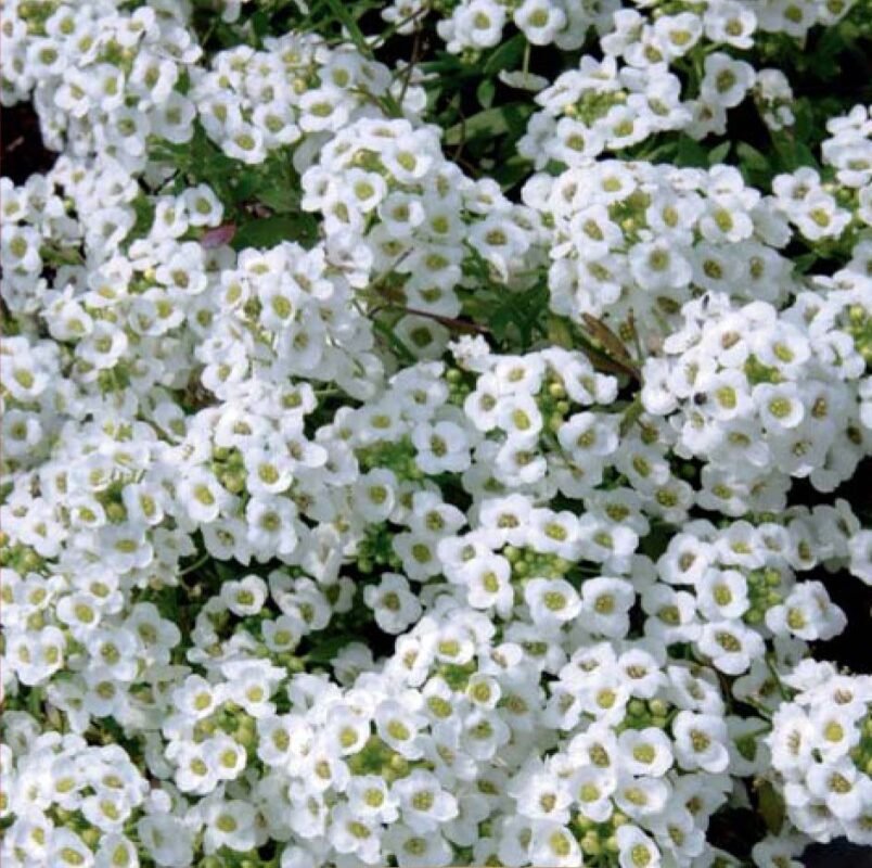 Snowcloth Sweet Alyssum Seeds