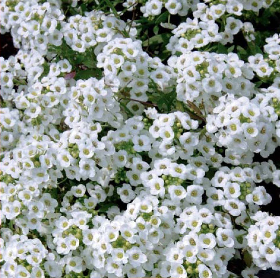 Snowcloth Sweet Alyssum Seeds Snowcloth Sweet Alyssum Seeds