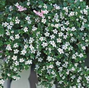 Snowtopia White Bacopa Seeds