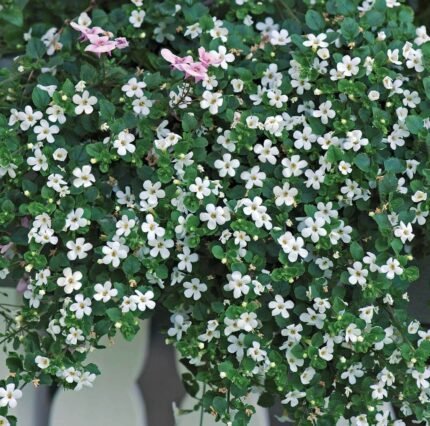 Snowtopia White Bacopa Seeds