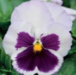Spanish Eyes Pansies Seeds