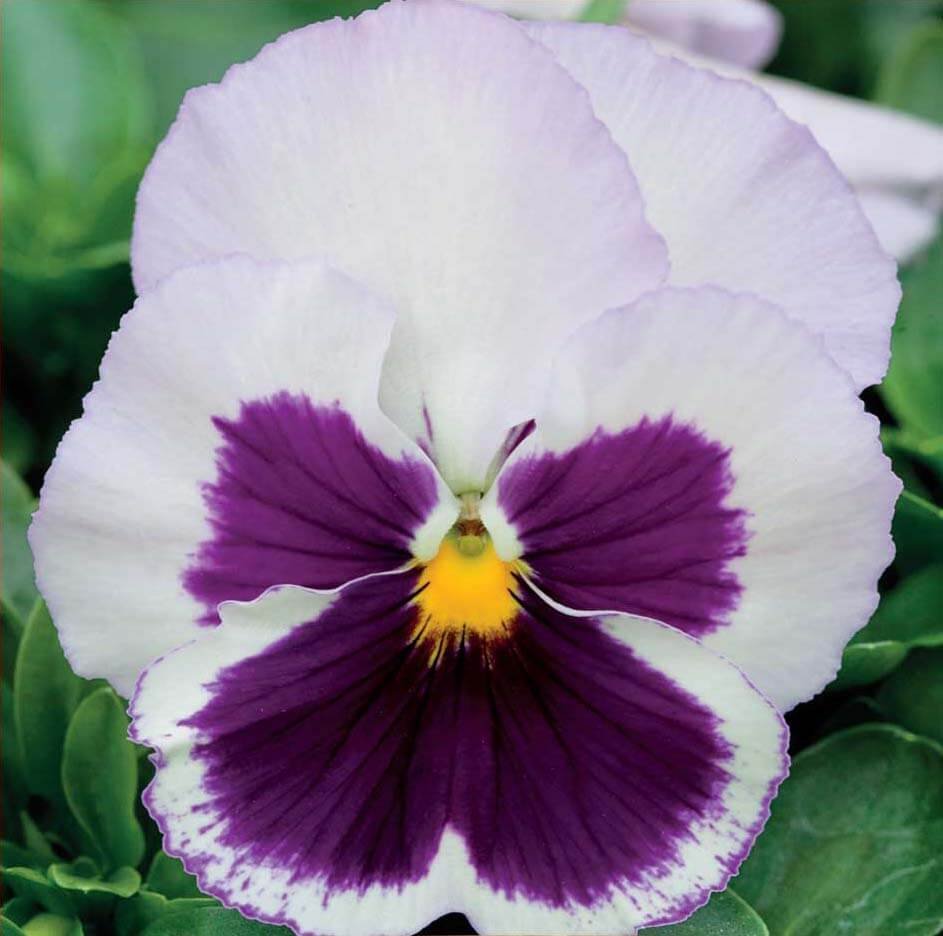 Spanish Eyes Pansies Seeds Spanish Eyes Pansies Seeds