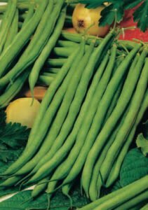 Speedy Organic French Bean Seeds