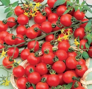 Spencer Tomato Seeds
