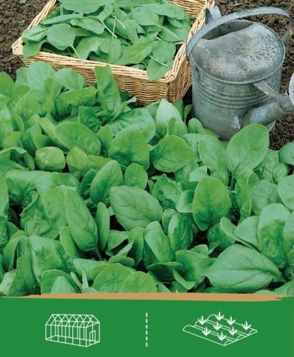 Spinach Seeds