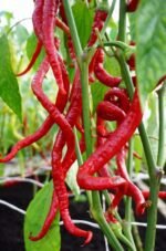 Spiralus Sweet Pepper Seeds
