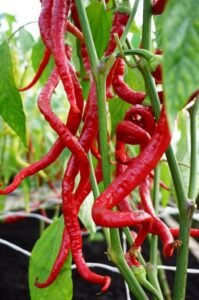 Spiralus Sweet Pepper Seeds