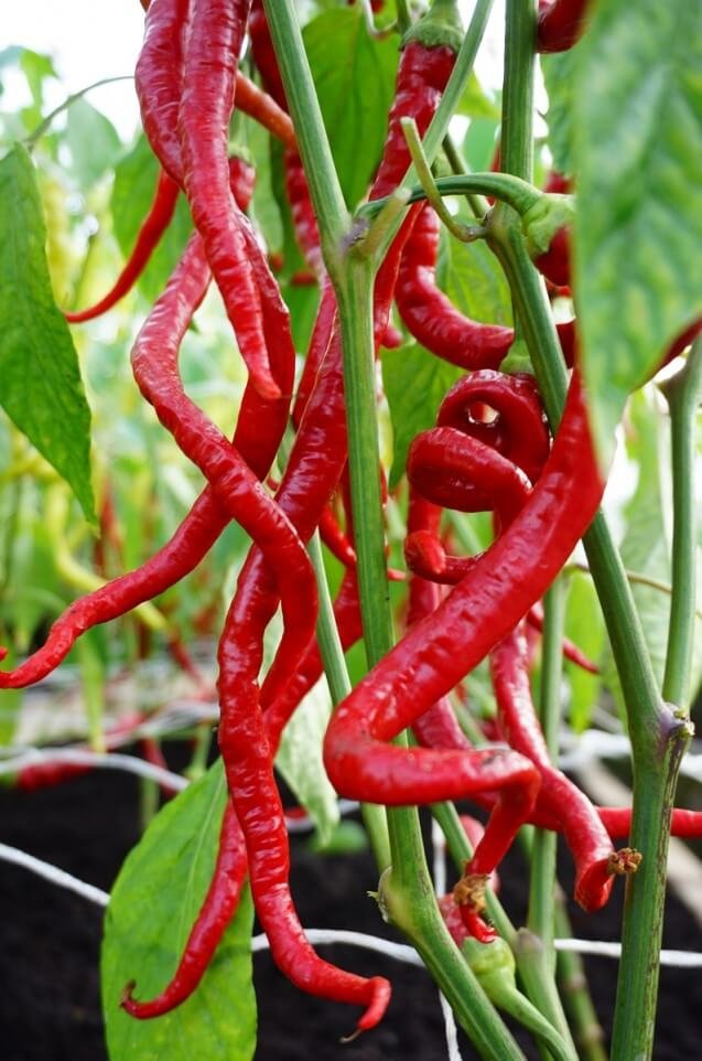 Spiralus Sweet Pepper Seeds Spiralus Sweet Pepper Seeds