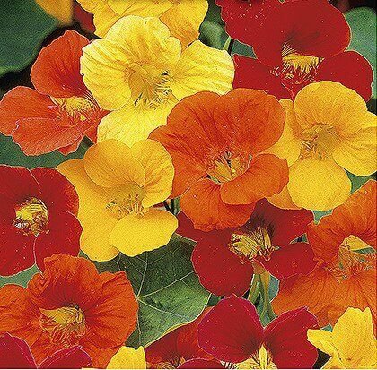 Splitfire Nasturtium Seeds