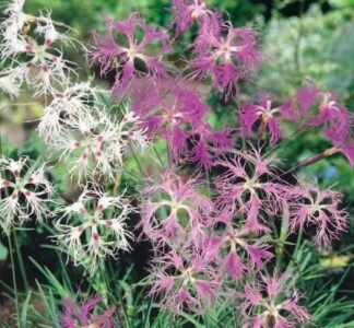 Spooky Pink Superb Flower Seeds