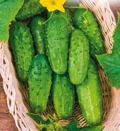 Sremski H Gherkin Cucumber Seeds