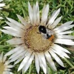 Stemless Carline Thistle Seeds