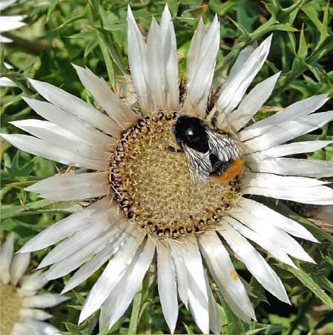 Stemless Carline Thistle Seeds Stemless Carline Thistle Seeds