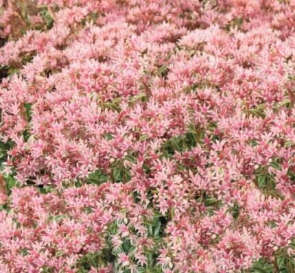 Stonecrop Caucasian Flower Seeds