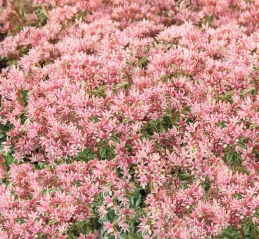 Stonecrop Caucasian Flower Seeds Stonecrop Caucasian Flower Seeds