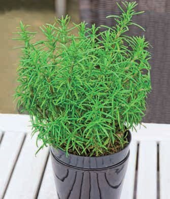Summer Savory Seeds