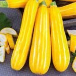 Sunstripe H Courgette Seeds