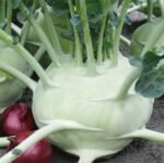 Superschmelz Kohlrabi Seeds