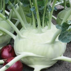 Superschmelz Kohlrabi Seeds