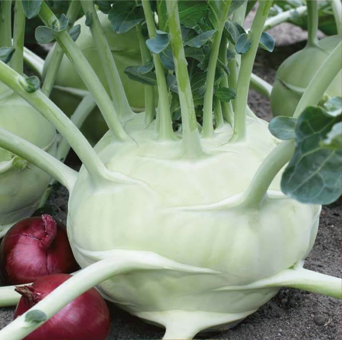 Superschmelz Kohlrabi Seeds Superschmelz Kohlrabi Seeds