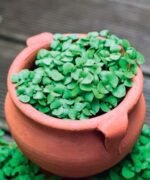 Sweet Basil Micro Greens Seeds