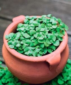 Sweet Basil Micro Greens Seeds