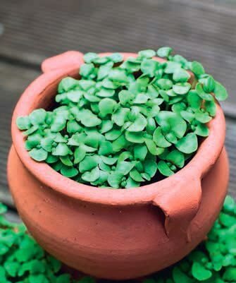 Sweet Basil Micro Greens Seeds