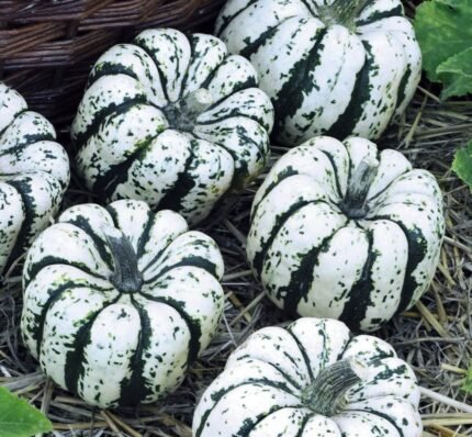 Sweet Dumpling Squash Seeds