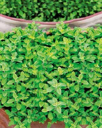 Sweet Marjoram Seeds