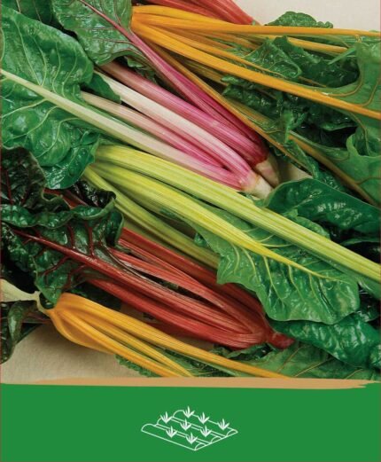 Swiss Chard Seeds