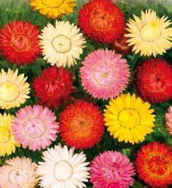 Swiss Giant Strawflower Seeds