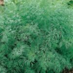 Szmaragd Dill Seeds