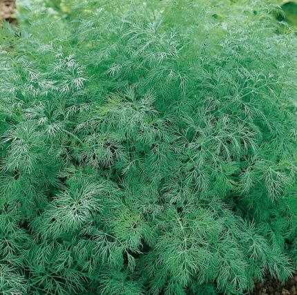 Szmaragd Dill Seeds