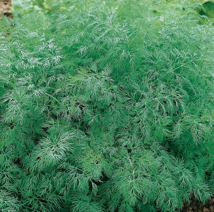 Szmaragd Dill Seeds