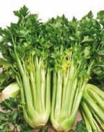 Tall Utah 52/70 Celery Seeds