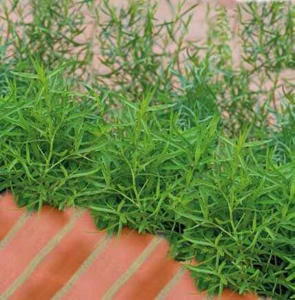Tarragon Seeds