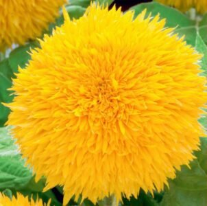 Teddy Bear Decorative Sunflower Seeds