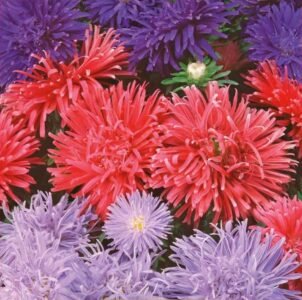 Teisa Stars Dwarf China Aster Seeds