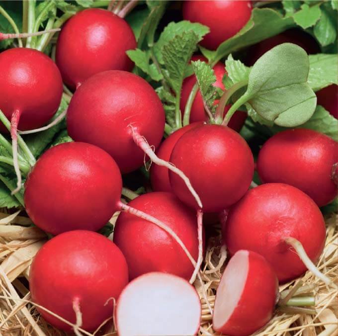 Teko Radish Seeds Teko Radish Seeds